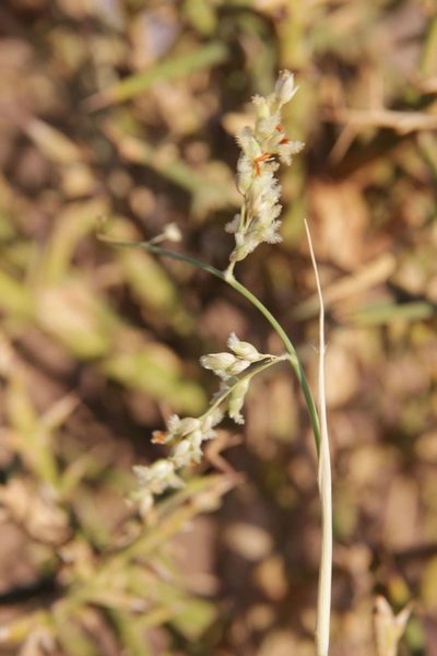 Panicum turgidum, photographed by Olivier Argagnon