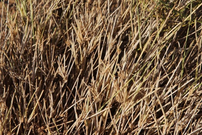 Panicum turgidum, photographed by Olivier Argagnon