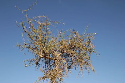 Balanites aegyptiaca, photographed by Olivier Argagnon