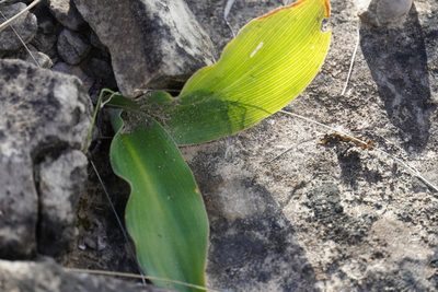 Merwilla plumbea, photographed by Matthew Fainman