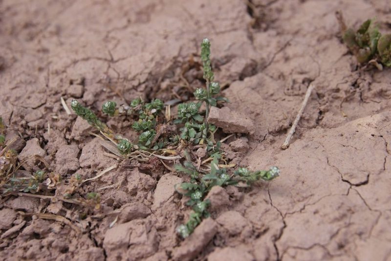 Lepidium lepidioides, photographed by Olivier Argagnon