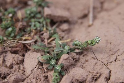 Lepidium lepidioides, photographed by Olivier Argagnon