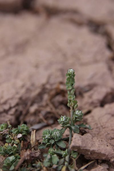 Lepidium lepidioides, photographed by Olivier Argagnon