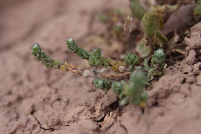 Lepidium lepidioides, photographed by Olivier Argagnon
