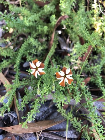 Jamesbrittenia albomarginata, photographed by Charleen Brunke