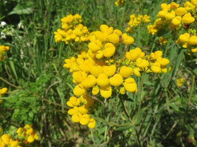 Calceolaria integrifolia, photographed by Bruno Avilez