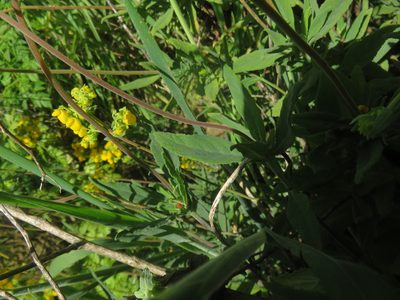 Calceolaria integrifolia, photographed by Bruno Avilez