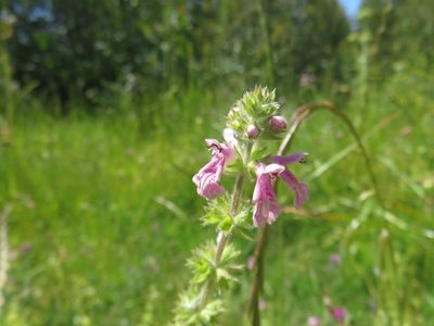 Stachys grandidentata, photographed by Bruno Avilez