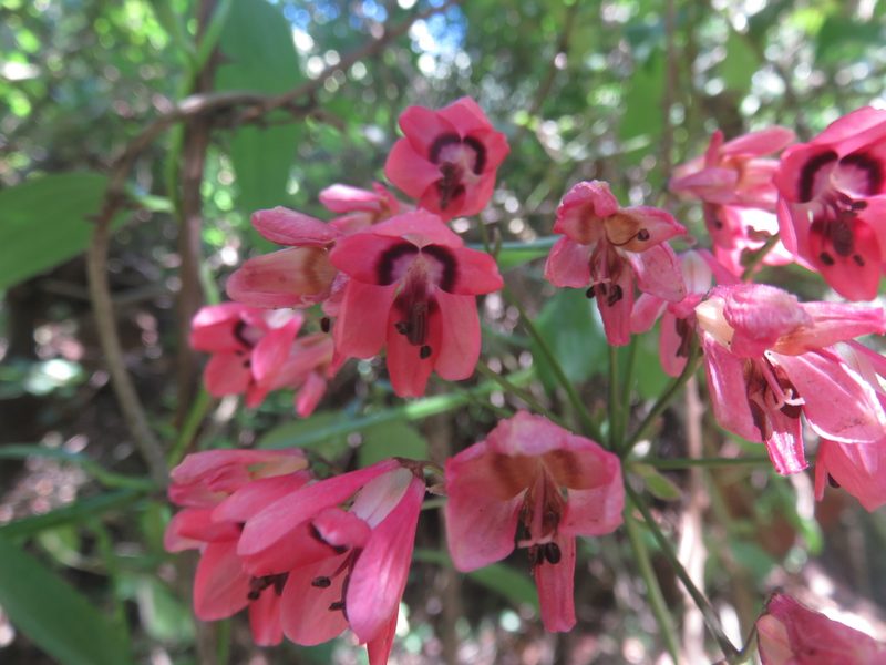 Bomarea salsilla, photographed by Bruno Avilez