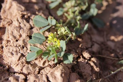 Trigonella anguina, photographed by Olivier Argagnon