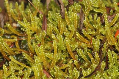 Calliergonella lindbergii, photographed by Quinten Wiegersma