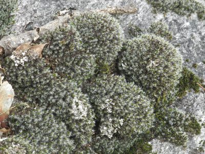 Grimmia laevigata, photographed by Michael J. Papay
