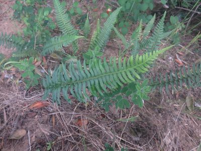 Blechnum hastatum, photographed by Bruno Avilez