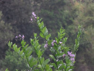 Solanum crispum, photographed by Bruno Avilez