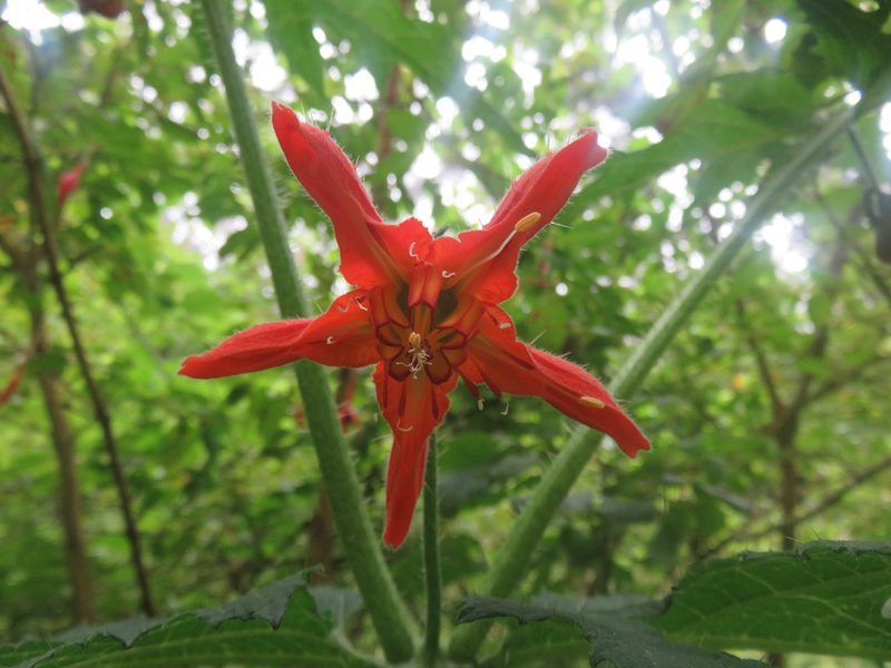 Loasa acanthifolia, photographed by Bruno Avilez