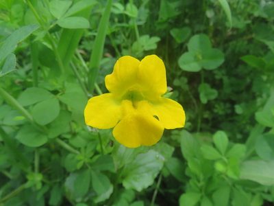 Erythranthe lutea, photographed by Bruno Avilez