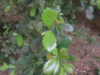 Lomatia dentata, photographed by Bruno Avilez