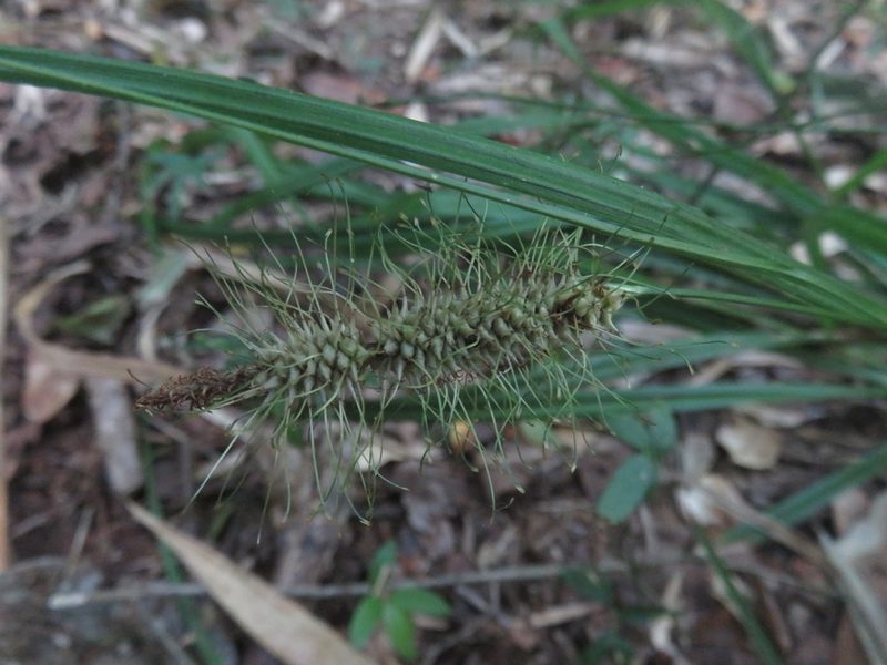 Carex erinacea, photographed by Bruno Avilez