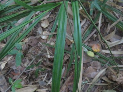 Carex erinacea, photographed by Bruno Avilez