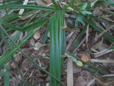 Carex erinacea, photographed by Bruno Avilez