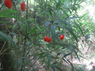 Luzuriaga radicans, photographed by Bruno Avilez