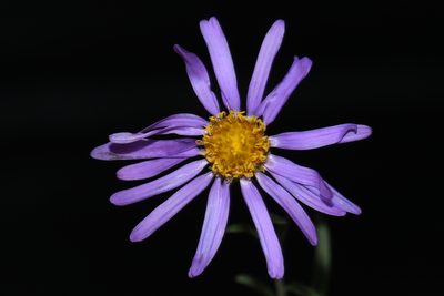 Dieteria canescens, photographed by Brian Finzel