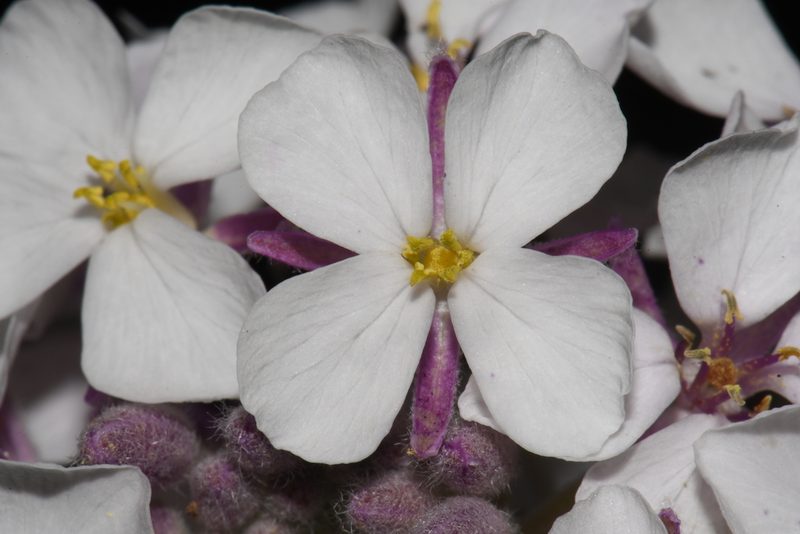Dimorphocarpa candicans, photographed by Brian Finzel