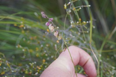 Polygala hottentotta, photographed by Matthew Fainman