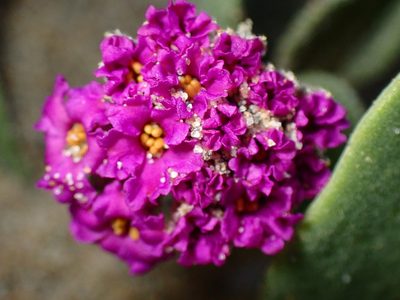 Abronia maritima, photographed by Cricket Raspet
