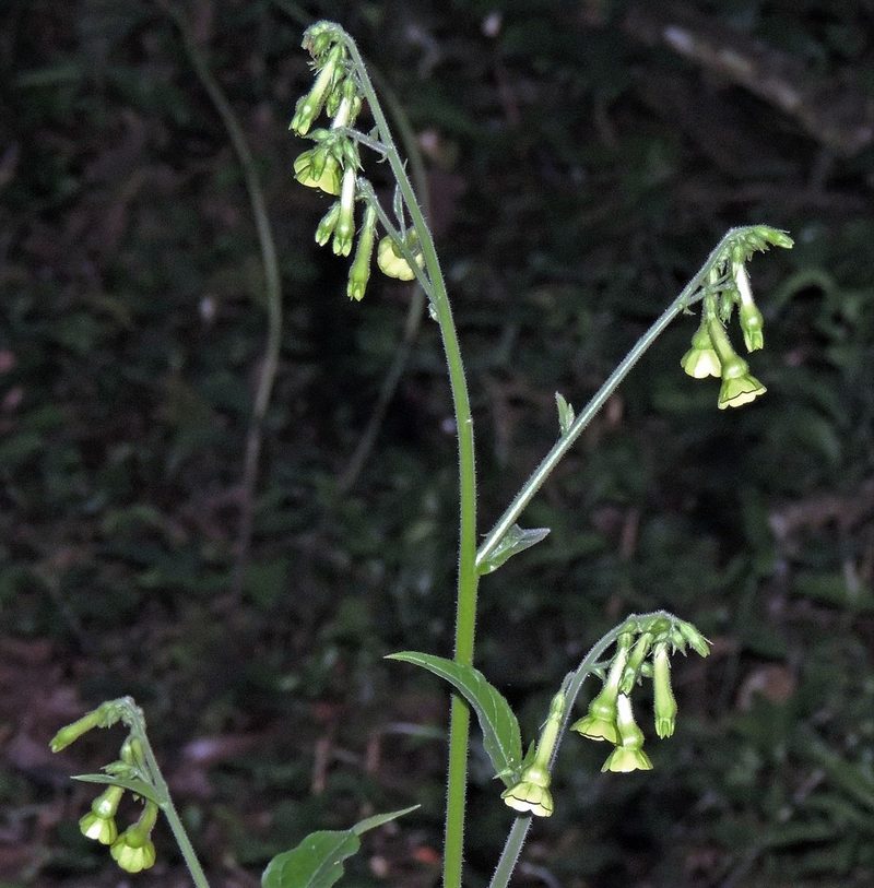Nicotiana langsdorffii, photographed by Hugo Hulsberg