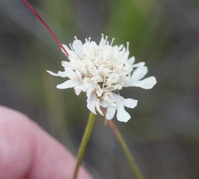 Scabiosa columbaria, photographed by Matthew Fainman