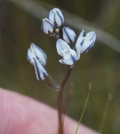Eriospermum ornithogaloides, photographed by Matthew Fainman