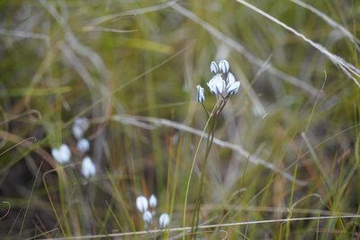Eriospermum ornithogaloides, photographed by Matthew Fainman