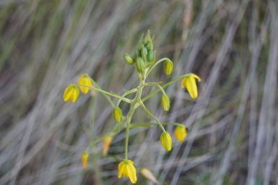 Albuca shawii, photographed by Matthew Fainman