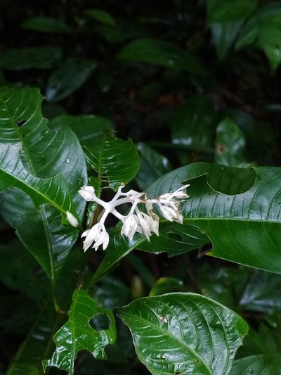 Palicourea violacea, photographed by Guillaume Delaitre