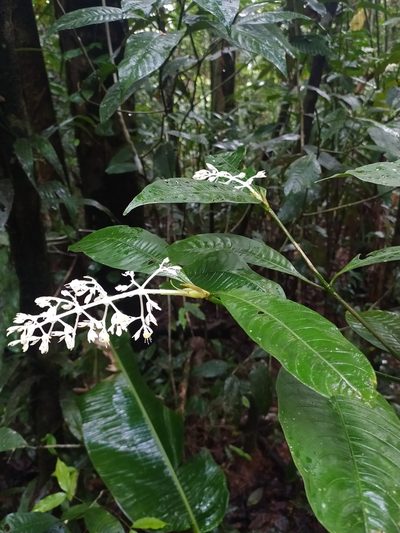 Palicourea violacea, photographed by Guillaume Delaitre