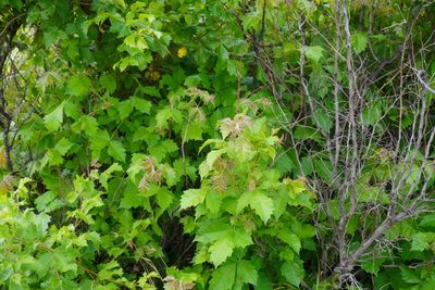Searsia dentata, photographed by Matthew Fainman
