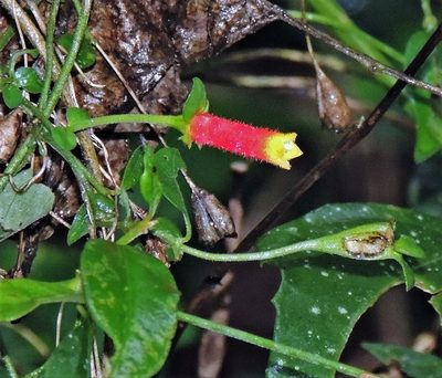 Manettia paraguariensis, photographed by Hugo Hulsberg