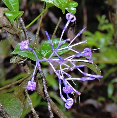 Faramea hyacinthina, photographed by Hugo Hulsberg