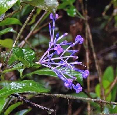 Faramea hyacinthina, photographed by Hugo Hulsberg