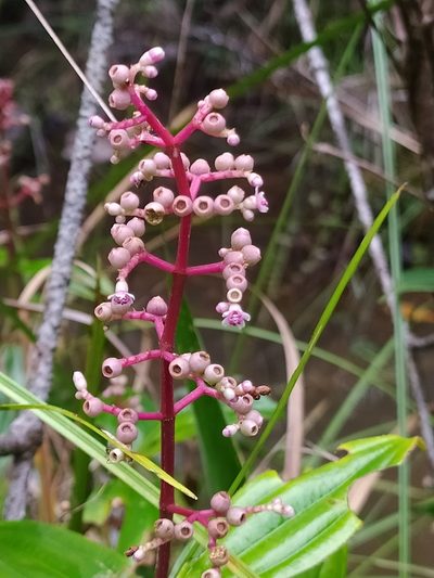 Miconia ciliata, photographed by Guillaume Delaitre