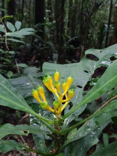 Potalia amara, photographed by Guillaume Delaitre