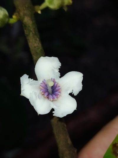 Henriettea succosa, photographed by Guillaume Delaitre