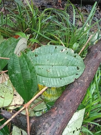 Henriettea succosa, photographed by Guillaume Delaitre