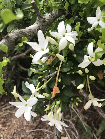 Jasminum angulare, photographed by rosshawkins