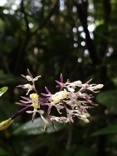 Palicourea violacea, photographed by Guillaume Delaitre