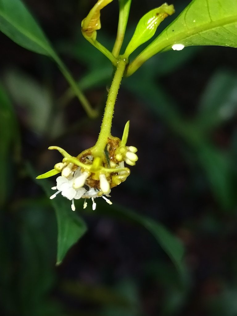 Palicourea tenerior, photographed by Guillaume Delaitre
