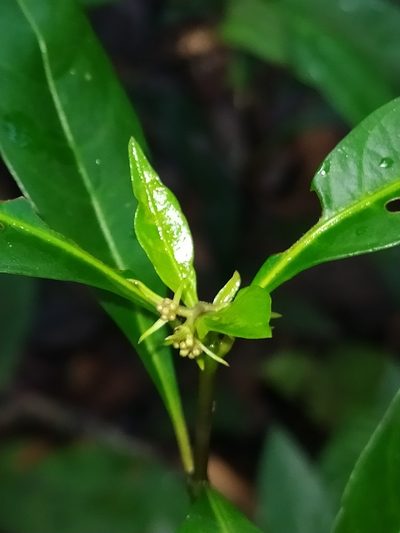 Palicourea tenerior, photographed by Guillaume Delaitre