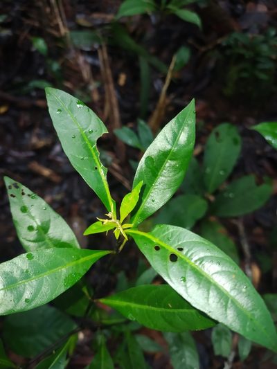 Palicourea tenerior, photographed by Guillaume Delaitre