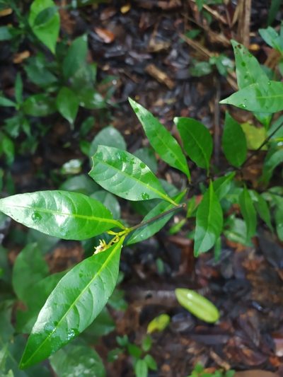 Palicourea tenerior, photographed by Guillaume Delaitre